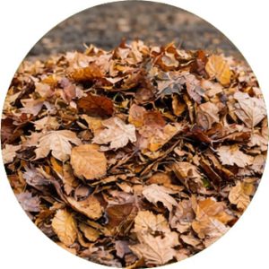Déchet de feuilles mortes