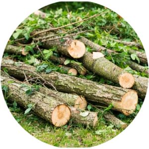 Déchets de troncs d'arbres